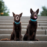 H360 Teal Limited Edition Collar, 1.5" wide