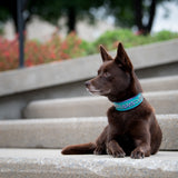 H360 Teal Limited Edition Collar, 1.5" wide