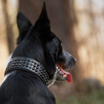 Hoax Limited Edition Collar