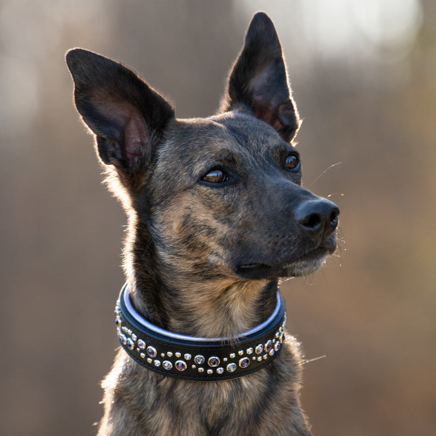 A close-up portrait of a brindle dog wearing a black collar adorned with silver studs and light purple Swarovski™ crystals, set against a soft, blurred outdoor background.