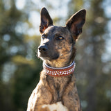 Starlight, 1.5" Wide Custom Leather Dog Collar