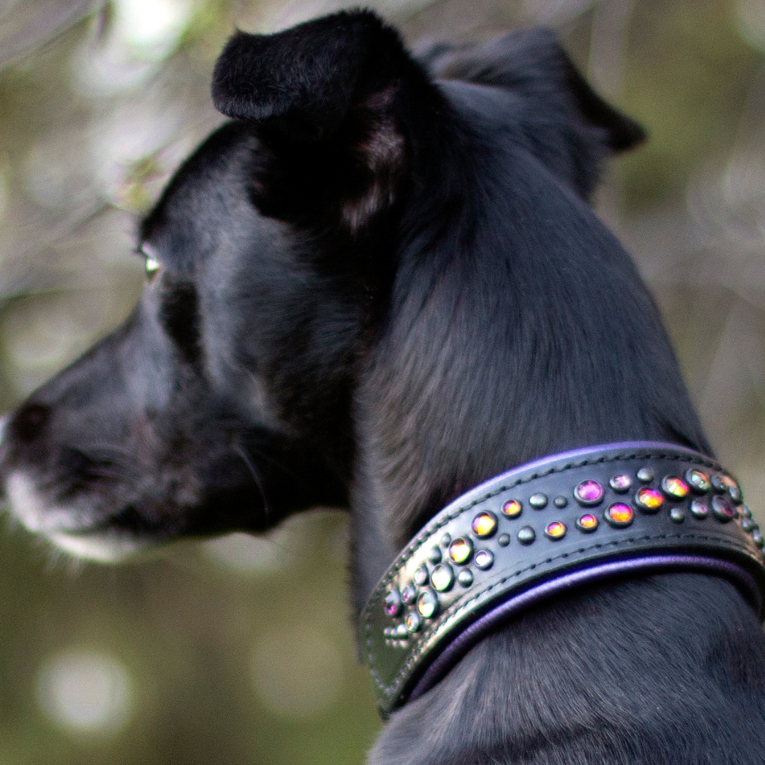 A black dog in profile wearing a dark collar adorned with iridescent rhinestones, set against a blurred outdoor background of green grass and trees.