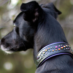A black dog in profile wearing a dark collar adorned with iridescent rhinestones, set against a blurred outdoor background of green grass and trees.