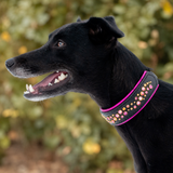 A black dog in profile wearing a black collar with bright pink trim and rows of pink, gold, and orange rhinestones, set against a blurred green and yellow outdoor background.