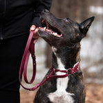 Dog wearing a French Martingale leash looking up at handler.