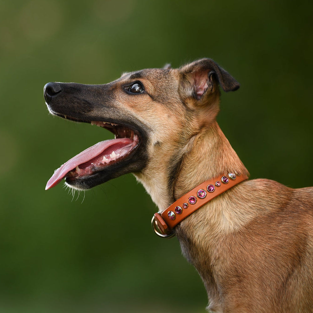 A brown and black dog in profile wearing a tan leather collar with pink rhinestone accents, set against a soft, blurred green background.