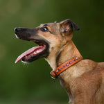 A brown and black dog in profile wearing a tan leather collar with pink rhinestone accents, set against a soft, blurred green background.