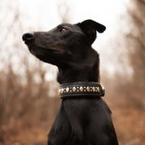 Mini Atlas, 1.5" wide Black Leather Dog Collar
