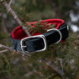 Nessie, 1.25" wide Black Leather Dog Collar, size 12"-15"