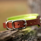 Paisley, 1.5" Wide Medium Brown Leather Dog Collar, size 12"-15"