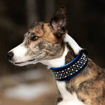 A close-up side profile of a brindle and white dog wearing a black collar embellished with silver studs and blue trim, set against a blurred outdoor background.