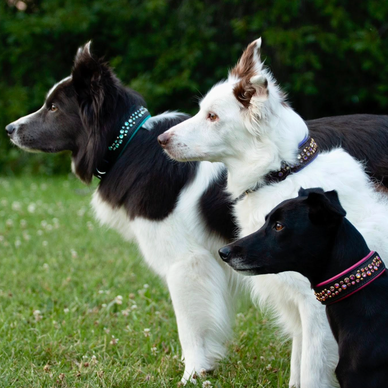 Three dogs standing on a grassy lawn outdoors, wearing decorative collars. The background shows green foliage.