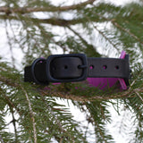 Starlight, 1.5" wide Black Leather Dog Collar, size 10"-13"