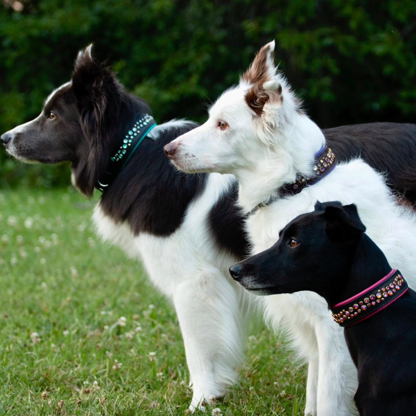 Two border colliess and a whippet mix standing on grass side by side wearing matching Starlight collars with green bushes in the background.