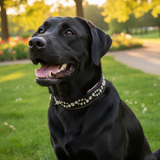 Black Labrador wearing pink Wave collar outdoors