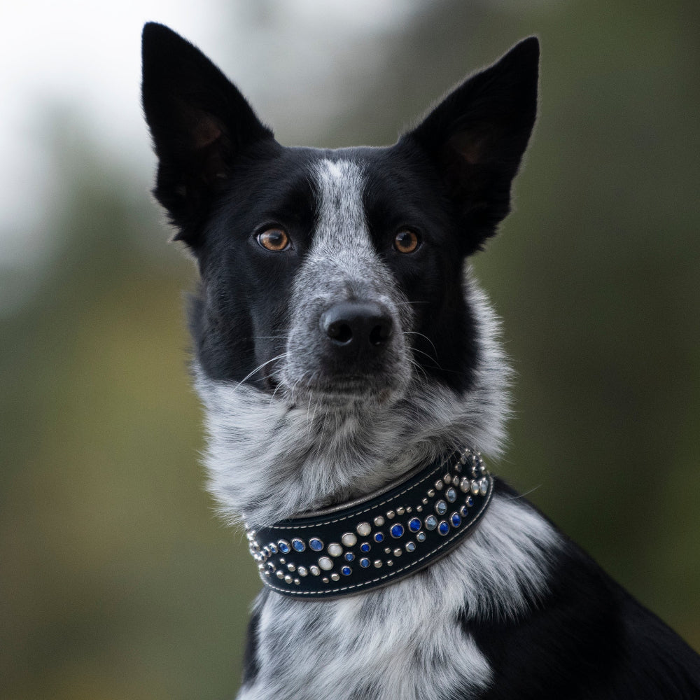 Dog wearing a decorative collar with a blurred natural background