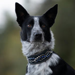 Dog wearing a decorative collar with a blurred natural background