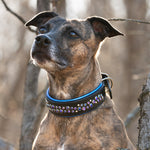 A brindle colourd dog wearing a black leather dog collar with royal metallic lue inner padding and blue and purple crystals on a blurred Fall background