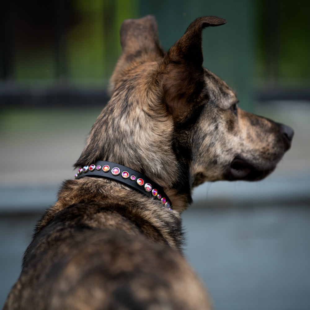 A brindle mixed breed dog in 3/4 profile wearing a narrow black leather collar with orange and pink crystals on a blurred city backround