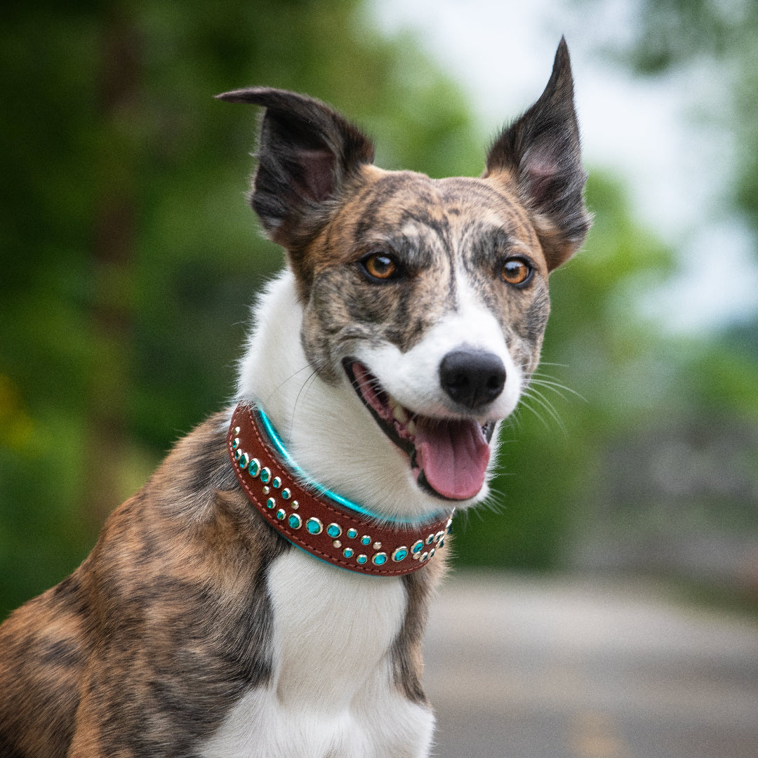 brindle and white dog wearing a Wave dog collar sitting on a bike path