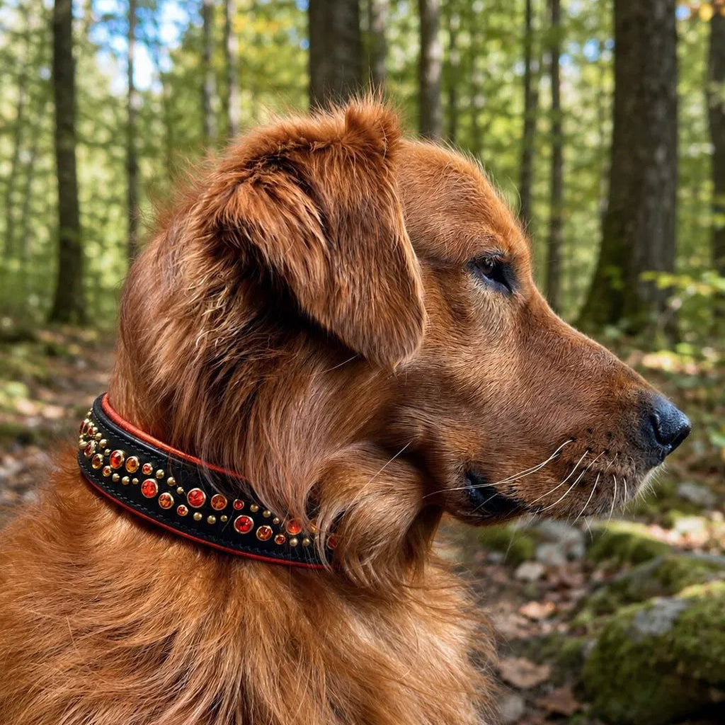 A golden retriever dog in profile wearing a black collar with orange  trim and orange and brass decorative studs, photographed outdoors in a forest setting.