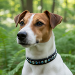 Jack Russell terrier with proportionate Siri collar