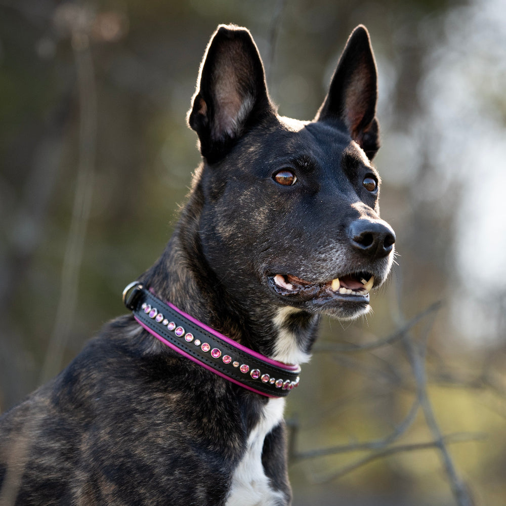 A brindle mixed breed dog wearing a narrow custom leather dog collar on black leather with pink crystals with a natural forested blurry background.