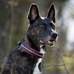 A brindle mixed breed dog wearing a narrow custom leather dog collar on black leather with pink crystals with a natural forested blurry background.