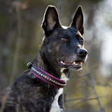 A brindle mixed breed dog wearing a narrow custom leather dog collar on black leather with pink crystals with a natural forested blurry background.
