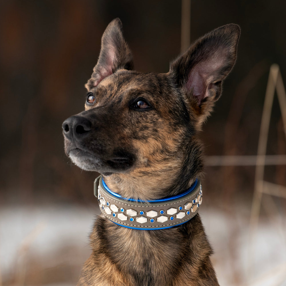 A close-up portrait of a brindle dog wearing a grey collar decorated with blueand silver stones, set against a blurred outdoor background.