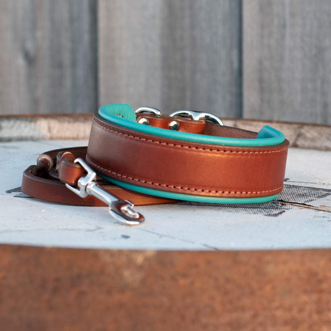 A medium brown leather dog collar with a bright turquoise blue underside and silver-tone hardware, resting on a rustic oak barrel  with a weathered wood background.