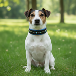 White Jack Russell Terrier with slim padded leather dog collar